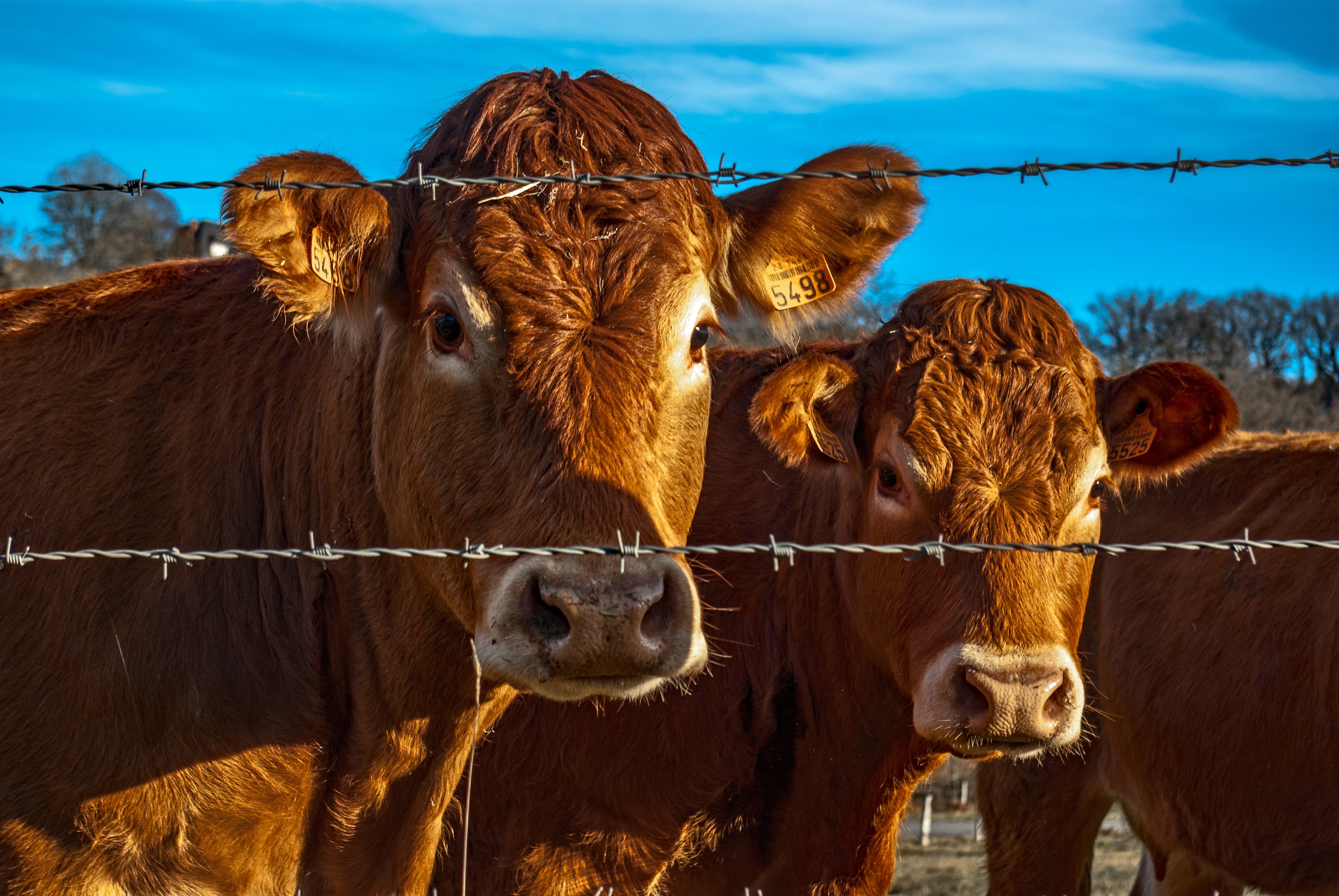 dairy farming