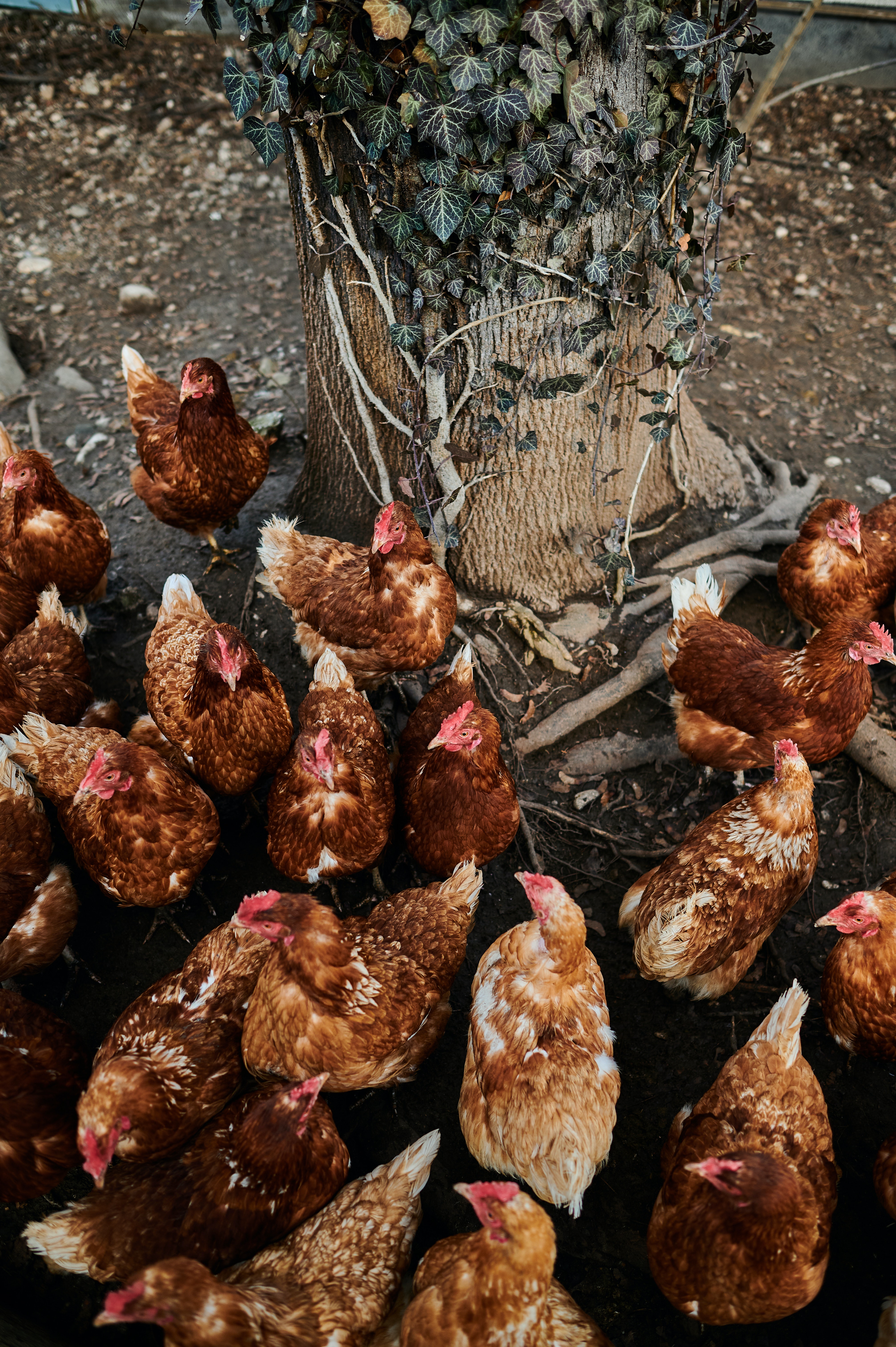 chicken farming