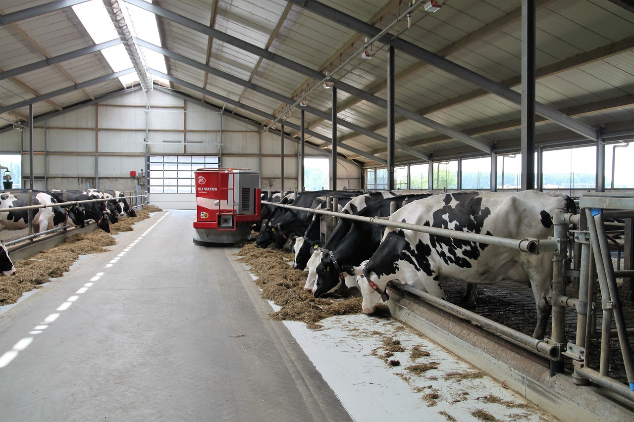 dairy farming