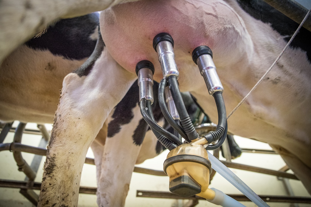 cattle milking